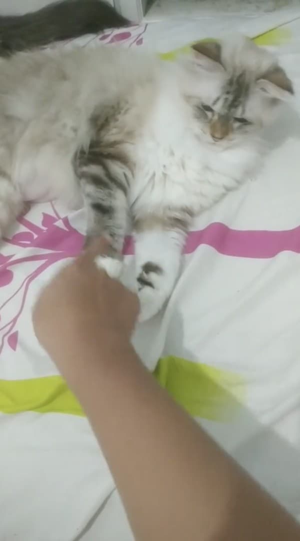 Meologia 017